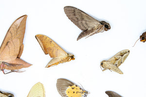 A Pack of 10 REAL MOTHS, Assorted Unmounted Tropical Lepidoptera, Entomology Insect Specimens