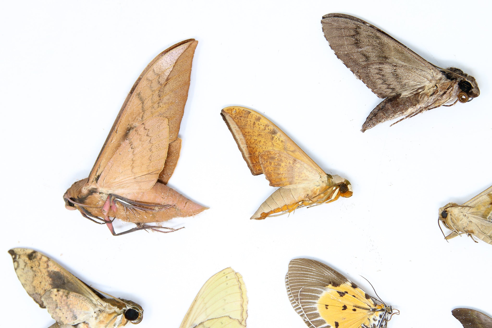 A Pack of 10 REAL MOTHS, Assorted Unmounted Tropical Lepidoptera, Ento ...