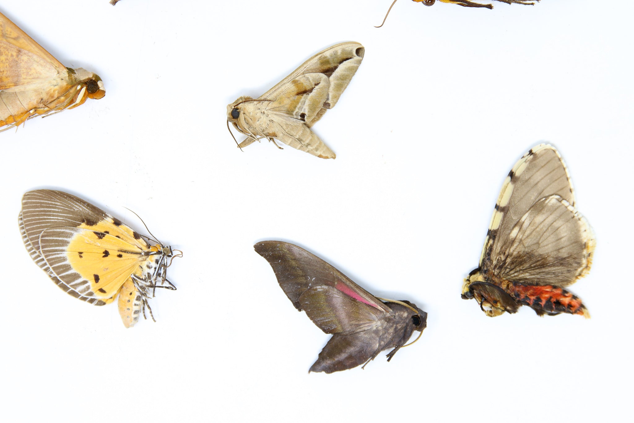 A Pack of 10 REAL MOTHS, Assorted Unmounted Tropical Lepidoptera, Ento ...
