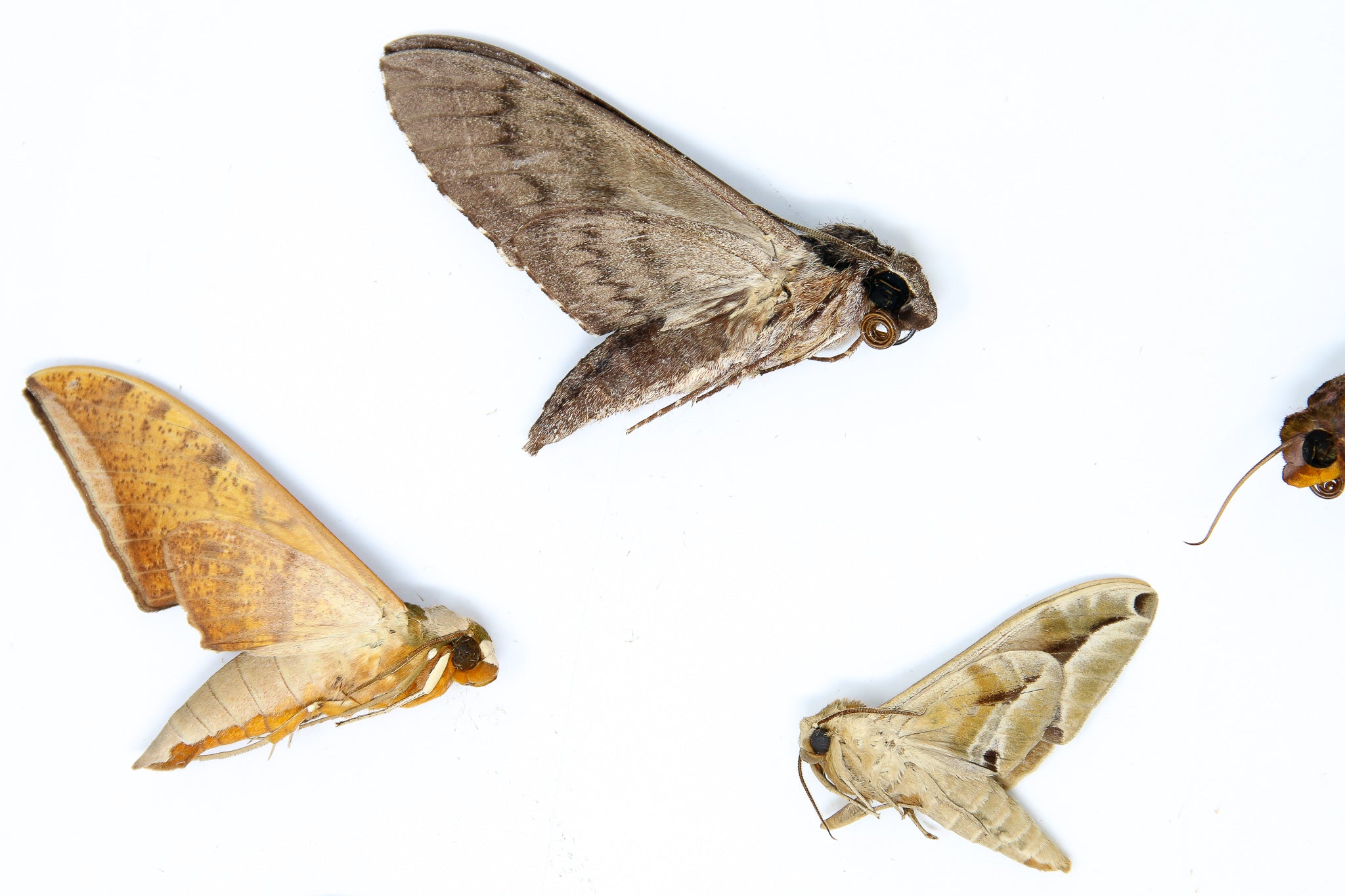 A Pack of 10 REAL MOTHS, Assorted Unmounted Tropical Lepidoptera, Ento ...