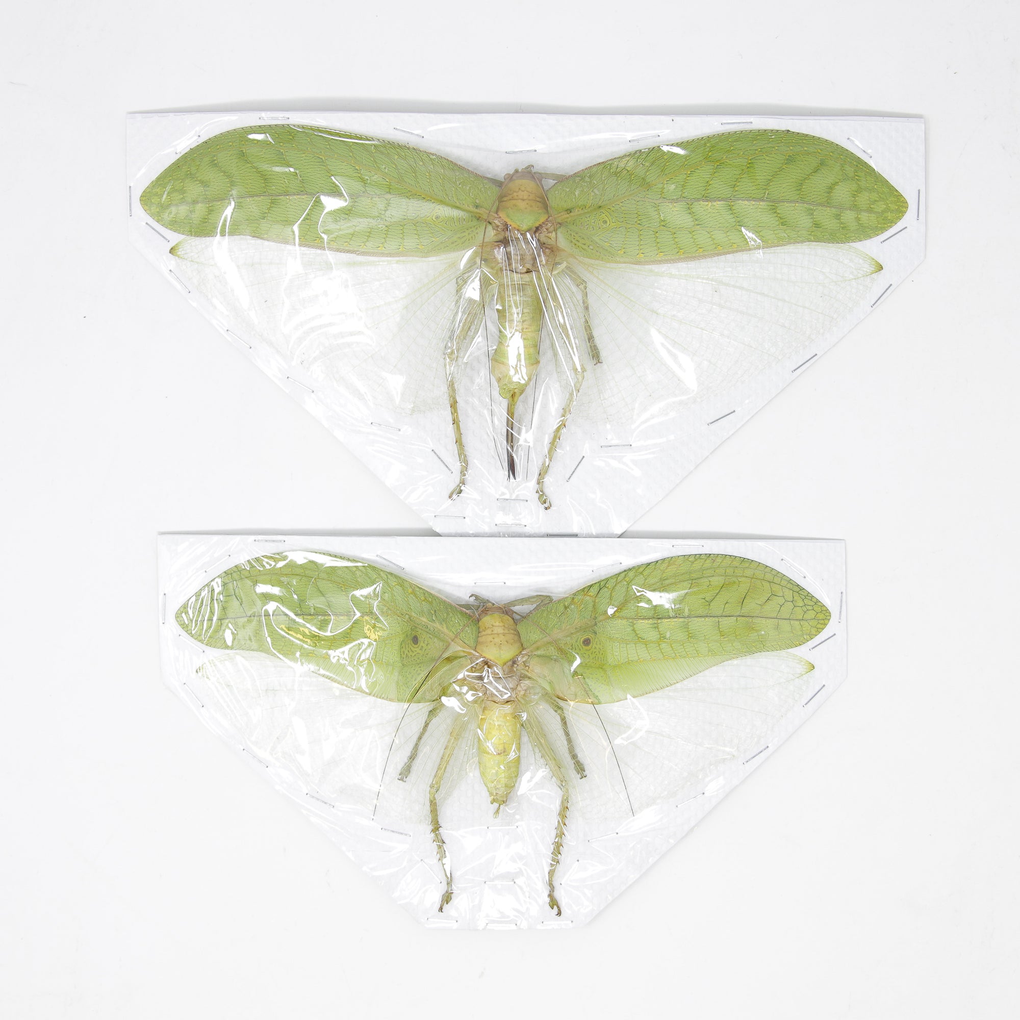 Pair of Hercules Leaf Mimic Katydids 8 Inch Wingspan (Pseudophyllus hercules) Spread Specimens A1 Quality Real Insect Entomology