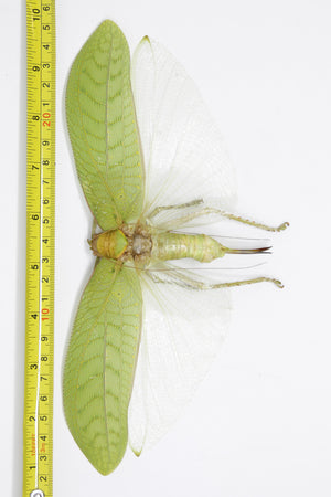 Pair of Hercules Leaf Mimic Katydids 8 Inch Wingspan (Pseudophyllus hercules) Spread Specimens A1 Quality Real Insect Entomology