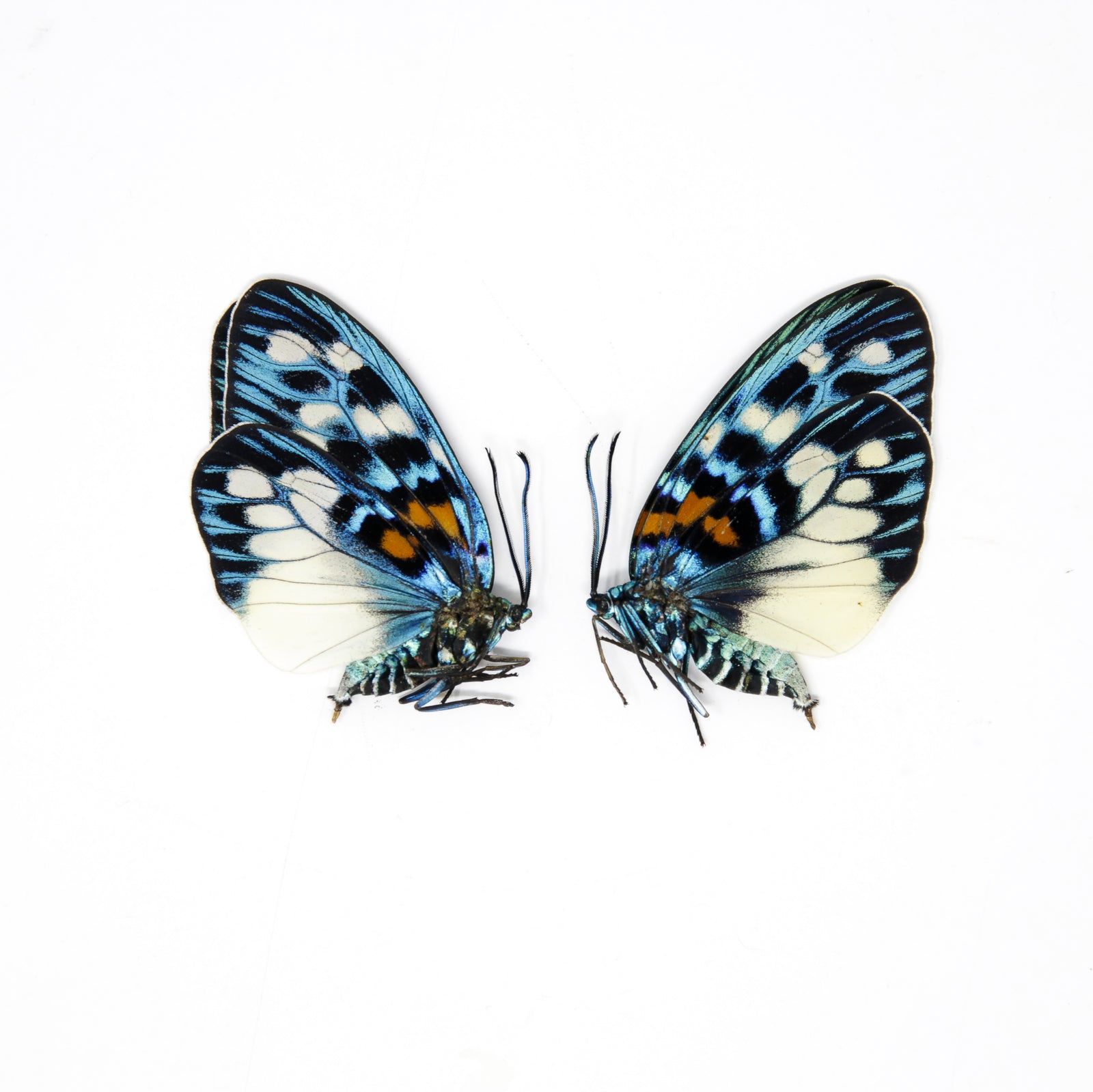 TWO (2) Erasmia pulchera | Thai Day-flying Moths | Dry-preserved specimens