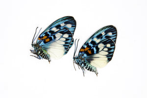 TWO (2) Erasmia pulchera | Thai Day-flying Moths | Dry-preserved specimens