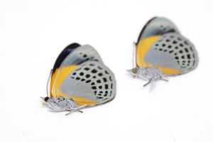 TWO (2) Asterope markii davisii | The Dotted Glory Butterflies | Dry-preserved Butterfly Specimens