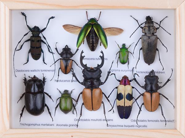 MOUNTED TROPICAL INSECTS | ENTOMOLOGY COLLECTION | FRAMED DRY-PRESERVE ...