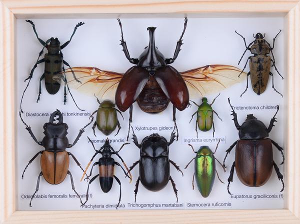 MOUNTED TROPICAL INSECTS | ENTOMOLOGY COLLECTION | FRAMED DRY-PRESERVED TAXIDERMY SPECIMENS