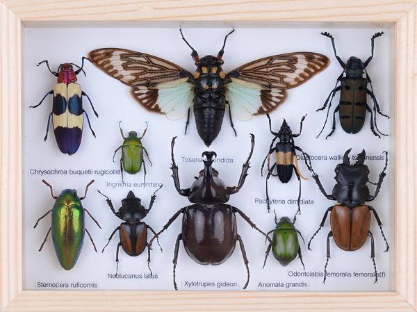 MOUNTED TROPICAL INSECTS | ENTOMOLOGY COLLECTION | FRAMED DRY-PRESERVE ...