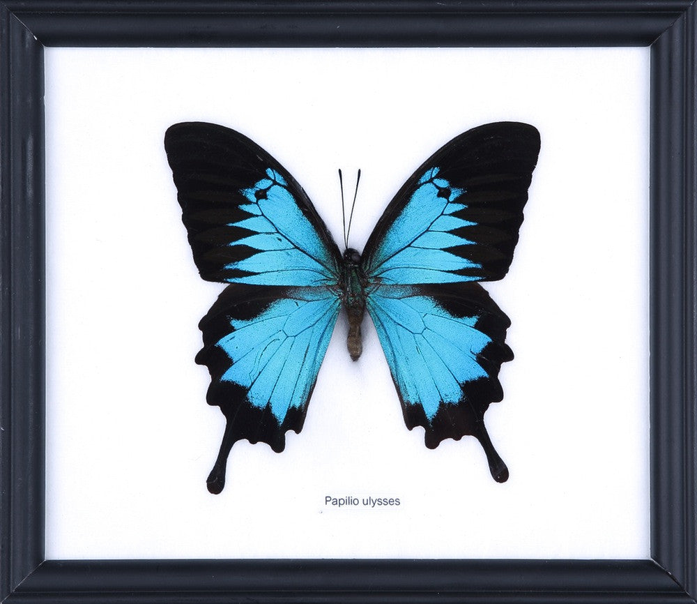 Papilio ulysses Blue Swallowtail Butterfly - Framed Museum Specimen 8x7"