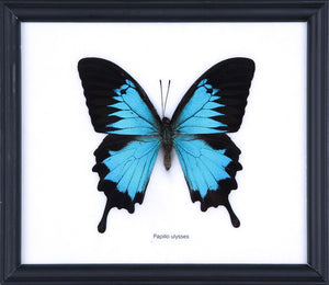 THE BLUE SWALLOWTAIL BUTTERFLY (PAPILIO ULYSSES) WALL FRAME