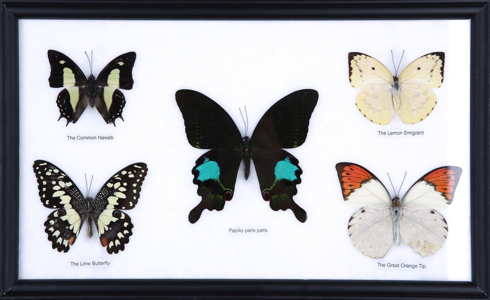 Five Mystery Framed Butterflies Real Framed Specimens Mounted Under Glass 9 x 13 In
