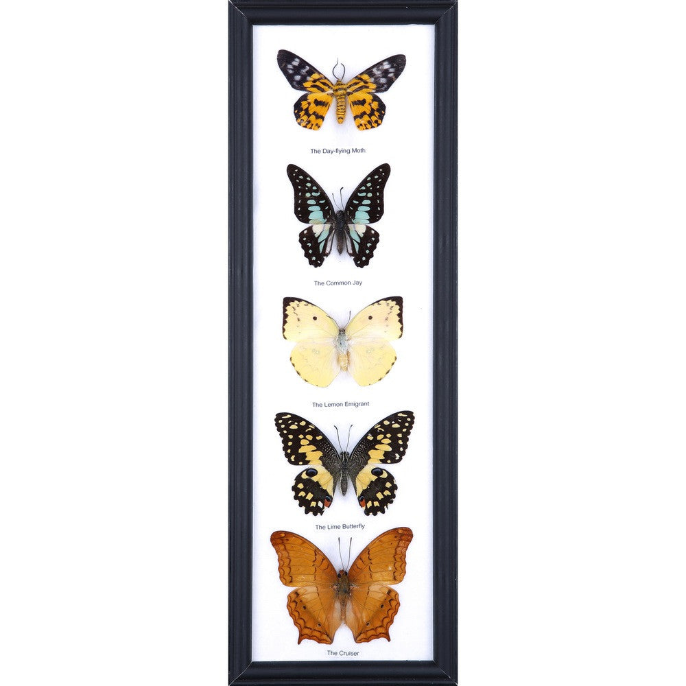 Five Mystery Framed Butterflies Real Framed Specimens Mounted Under Glass 18 x 6 In