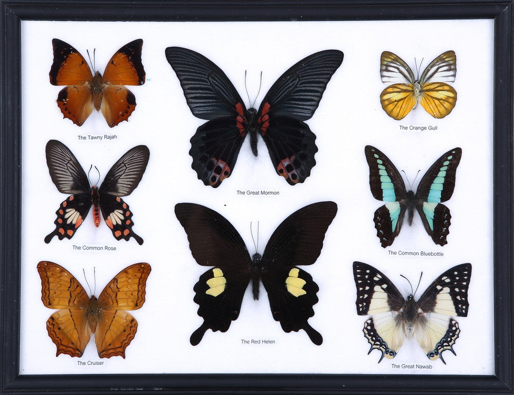 Eight Mystery Framed Butterflies Real Framed Specimens Mounted Under Glass 12.5 x 10 In