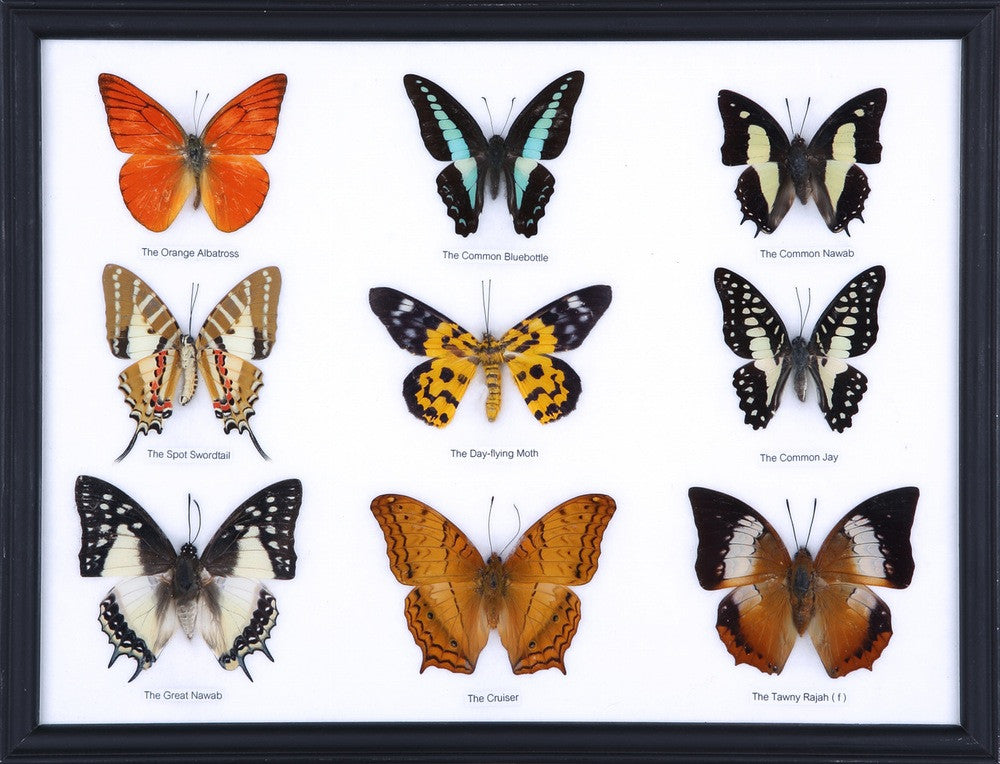 9種実物熱帯蝶額装ディスプレイ | BugsDirect