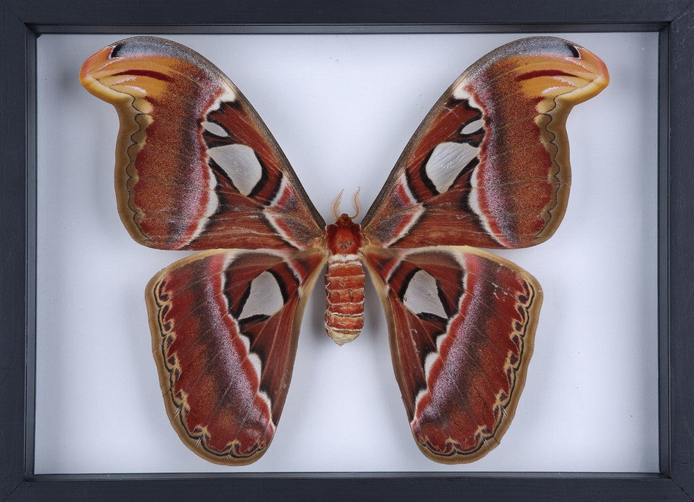 The Giant Atlas Moth (Attacus atlas) See-through Double Glass Frame 9 x 8 In