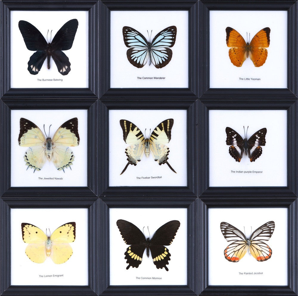 Mystery Pack of 3 Real Framed Butterflies Mounted Under Glass 5 x 5 In 5 x 5 In. Gift Boxed