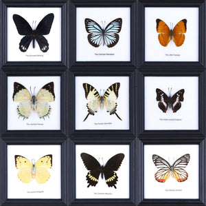 Pack of 3, Assorted Real Framed Butterflies, Mounted Under Glass