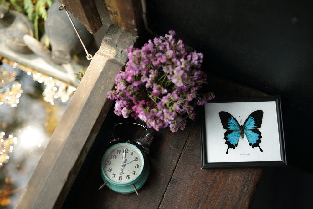 THE BLUE SWALLOWTAIL BUTTERFLY (PAPILIO ULYSSES) WALL FRAME