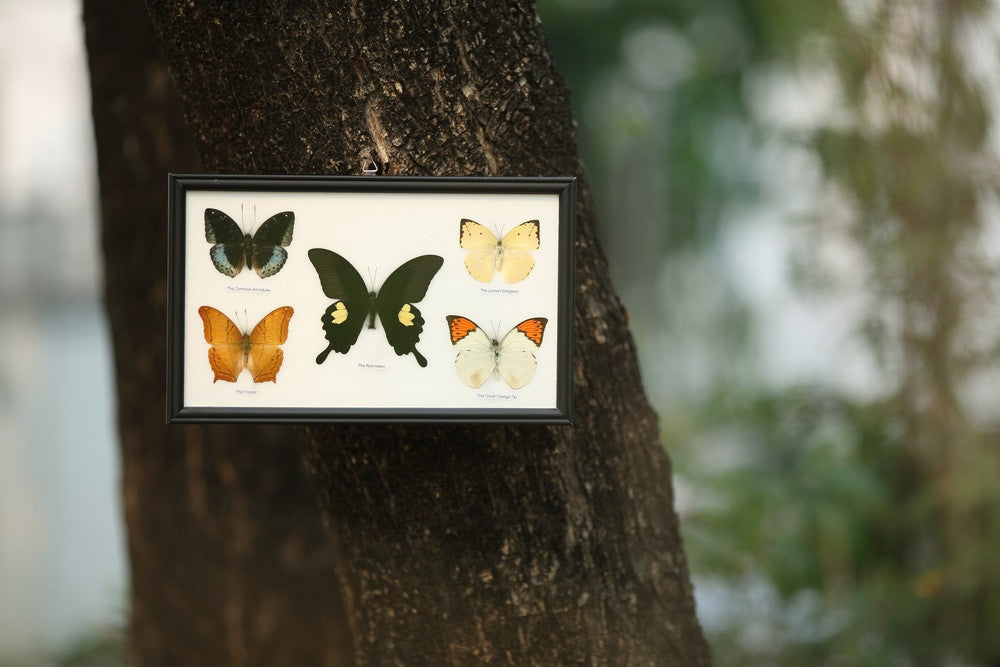 FIVE TAXIDERMY BUTTERFLIES | WALL FRAME ASSORTED SPECIMENS