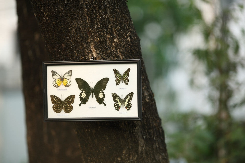FIVE TAXIDERMY BUTTERFLIES | WALL FRAME ASSORTED SPECIMENS