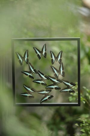 Entomology Framed Butterflies | Taxidermy Specimens | 3D Wall Frame 300x300x25mm