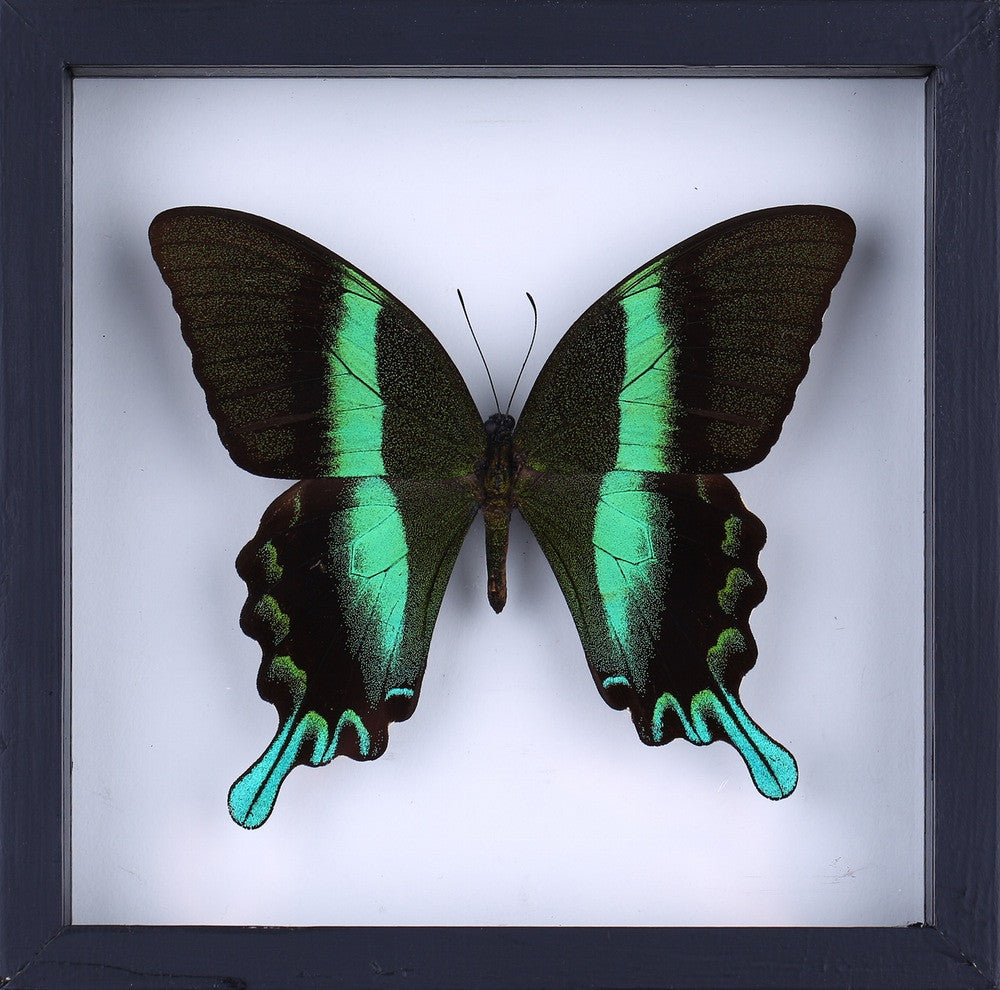 The Green Swallowtail Butterfly (Papilio blumei) See-through Double Glass Frame 7 x 7 In