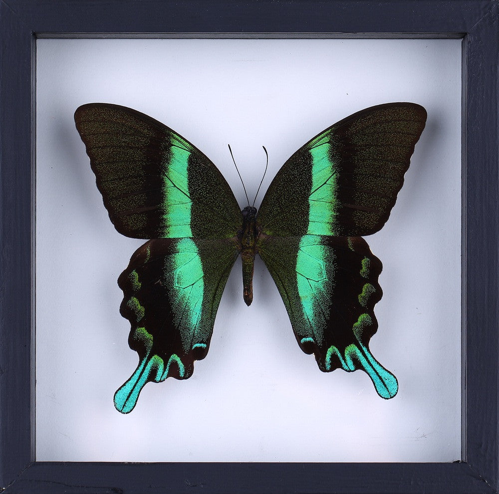 THE GREEN SWALLOWTAIL BUTTERFLY (PAPILIO BLUMEI) BUTTERFLY TAXIDERMY | SEE THROUGH GLASS FRAME