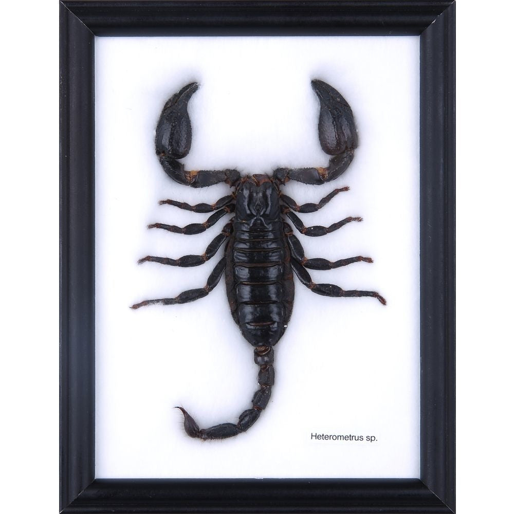THE GIANT THAI SCORPION TAXIDERMY (HETEROMETRUS SP.) MOUNTED IN FRAME 8 X 6 IN