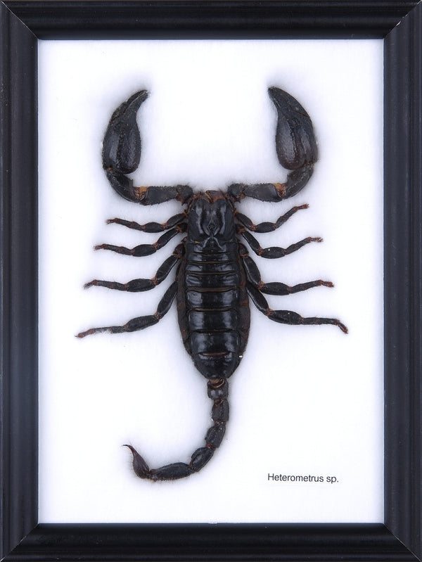 bug3-056_1_600x.jpg?v=1571346333