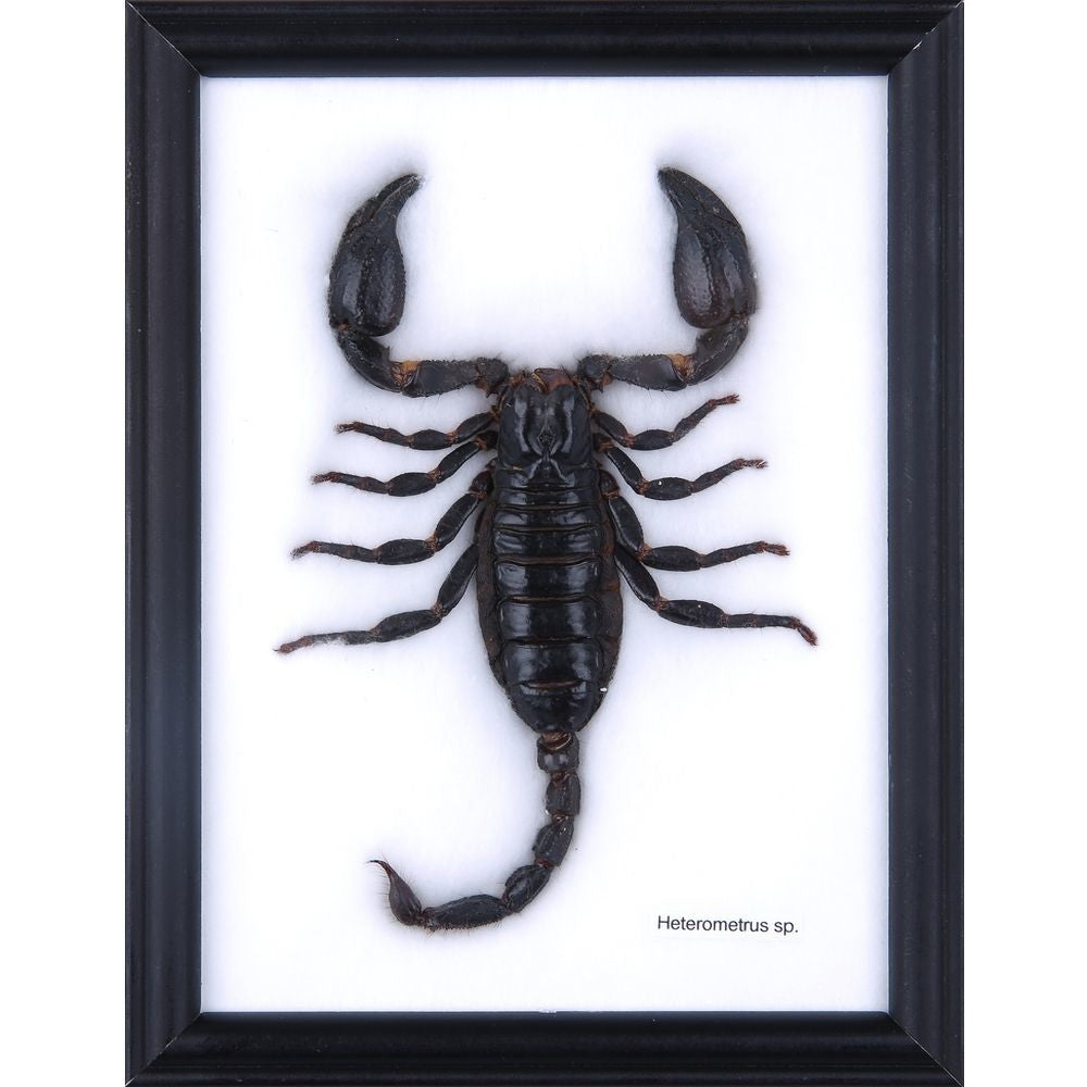 THE GIANT THAI SCORPION TAXIDERMY (HETEROMETRUS SP.) MOUNTED IN FRAME