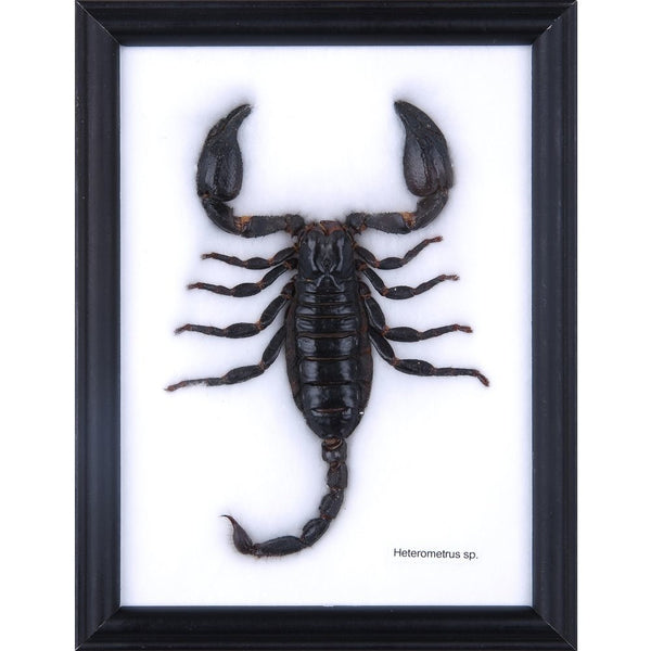 bug3-056_600x.jpg?v=1571346333