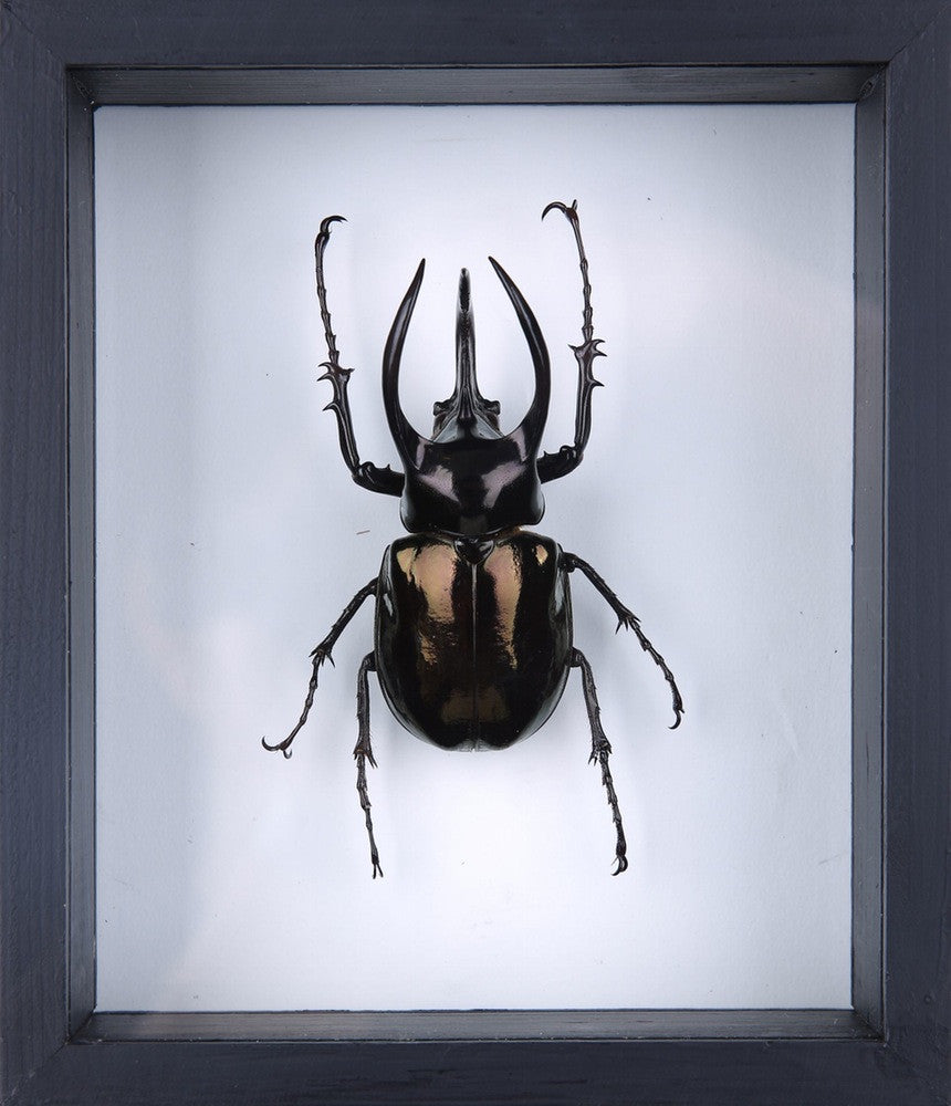 Chalcosoma Atlas Beetle Glass Display Frame | Museum Quality