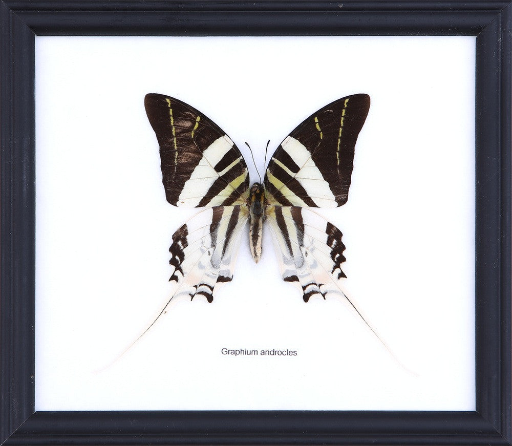 The Giant Swordtail Butterfly (Graphium androcles) Real Framed Specimen Mounted Under Glass 8 x 7 In