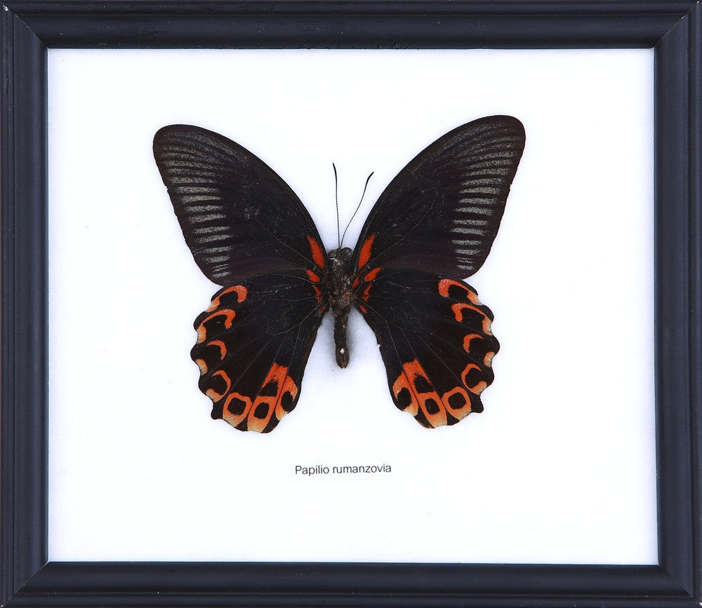 The Scarlet Mormon Butterfly (Papilio rumanzovia) Real Framed Specimen Mounted Under Glass 8 x 7 In