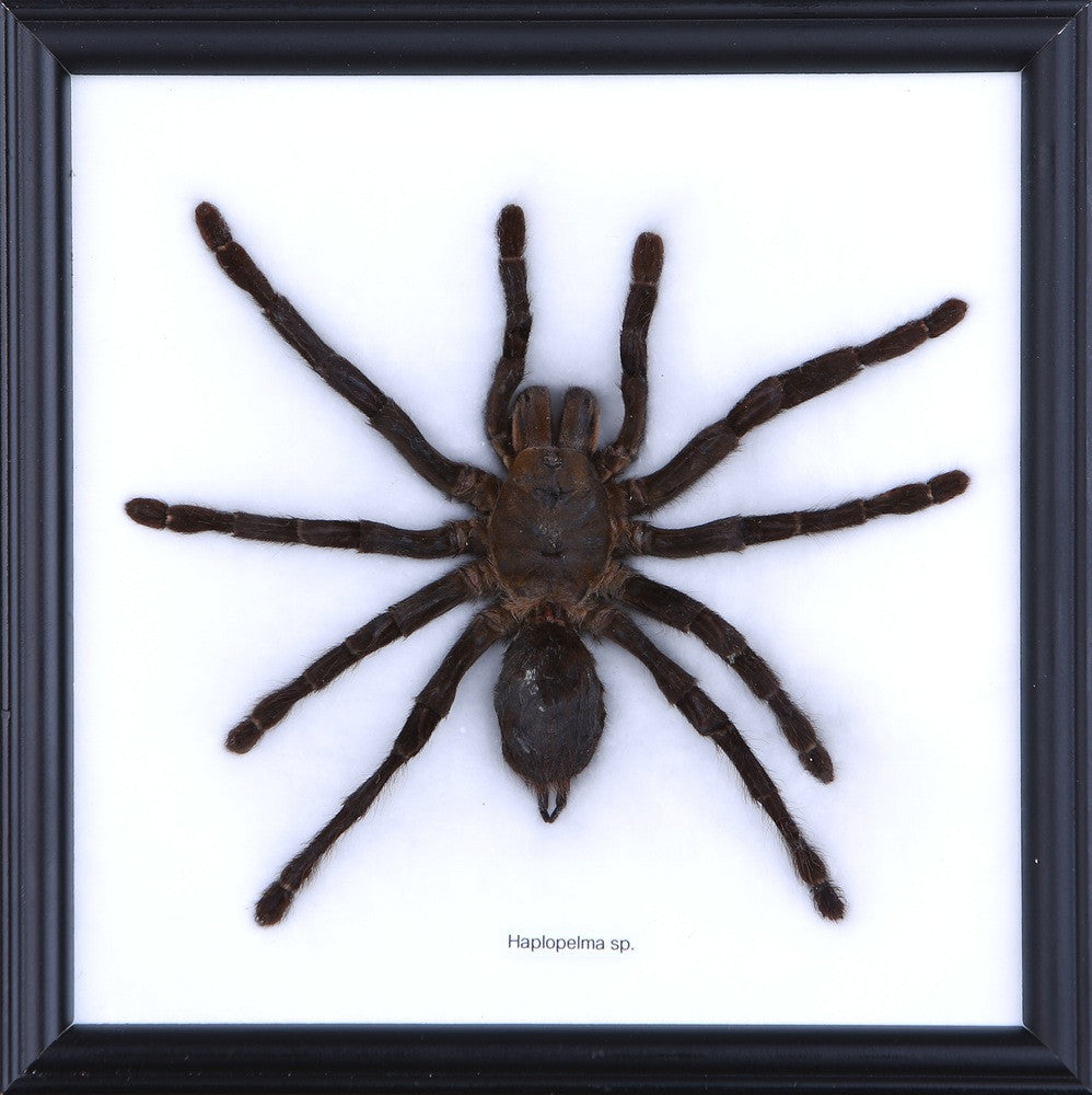 MALAYSIAN BIRD-EATING TARANTULA (HAPLOPELMA MINAX) WALL FRAME 8 X 7 INCH