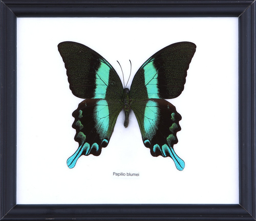 The Green Swallowtail Butterfly (Papilio blumei) Real Framed