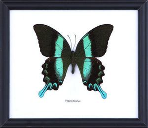 The Green Swallowtail Butterfly (Papilio blumei) Real Framed Specimen Mounted Under Glass 8 x 7 In