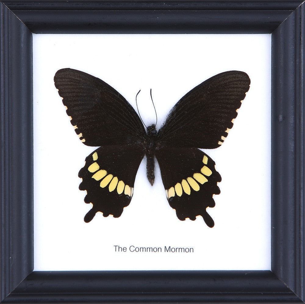The Common Mormon Butterfly (Papilio polytes) Real Framed Butterfly Mounted Under Glass 5 x 5 In