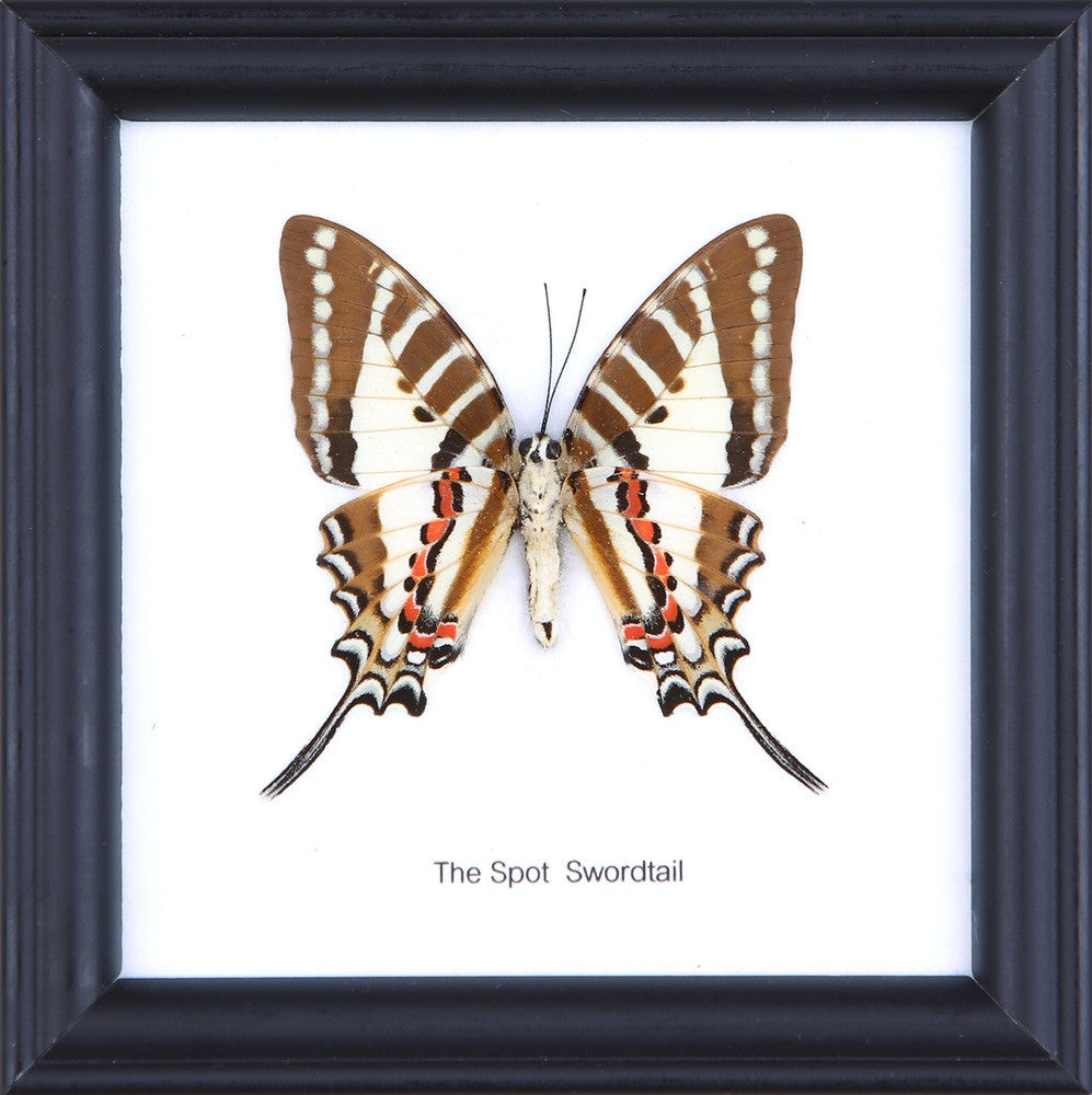 The Spot Swordtail Butterfly (Graphium nomius) Real Framed Butterfly Mounted Under Glass 5 x 5 In