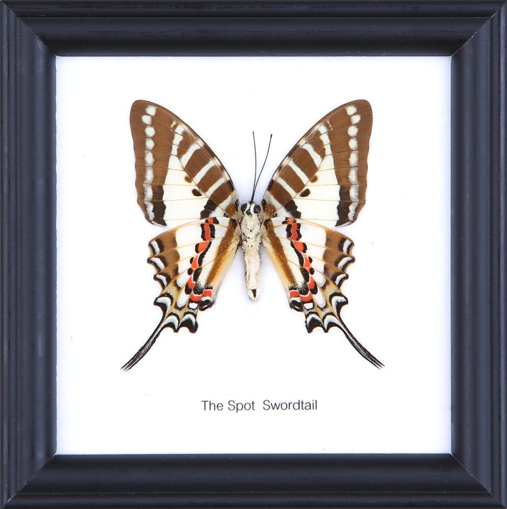 THE SPOT SWORDTAIL - COTTON MOUNTED BUTTERFLY TAXIDERMY 12X12CM FRAME
