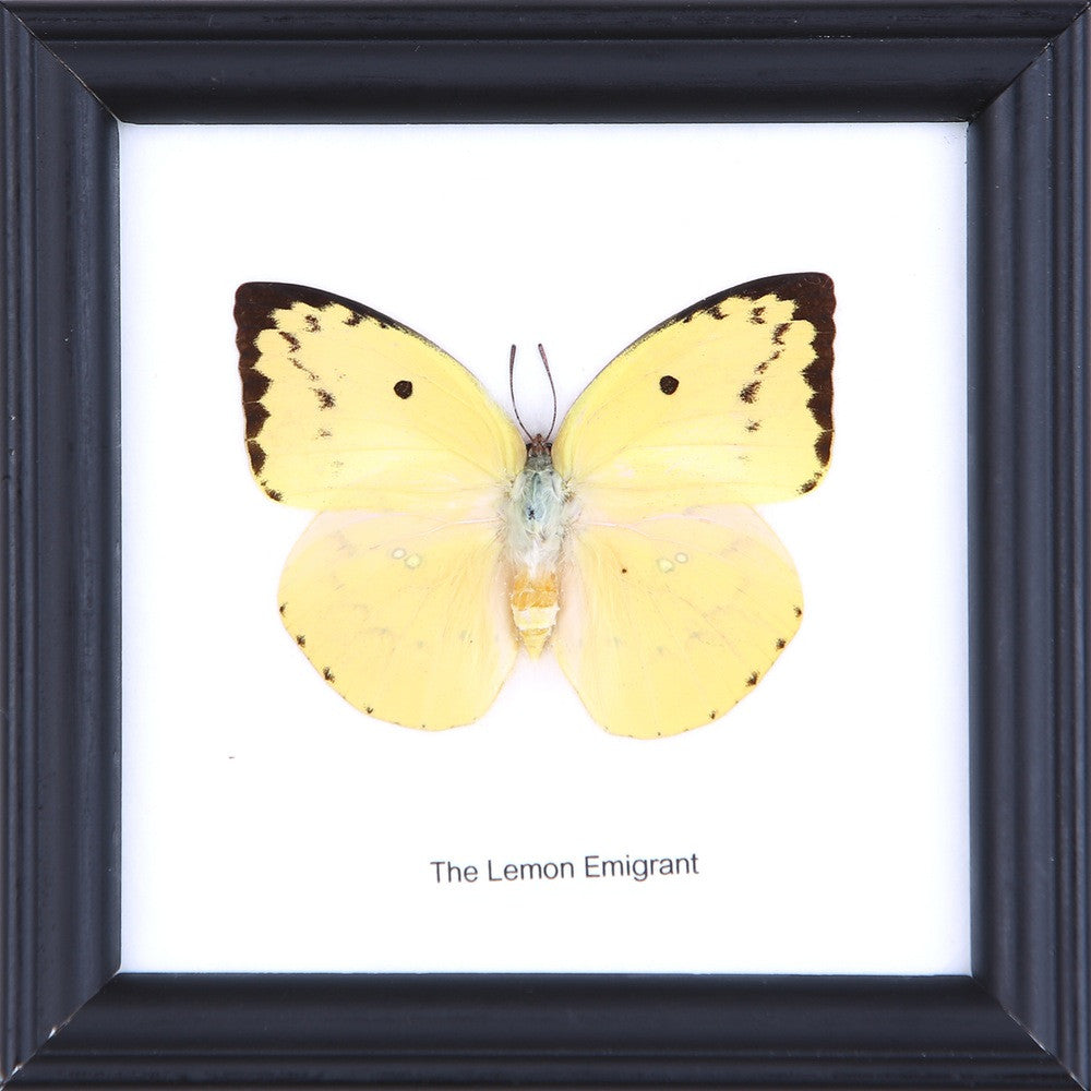 The Lemon Emigrant Butterfly (Catopsilia pomona) Real Framed Butterfly Mounted Under Glass 5 x 5 In
