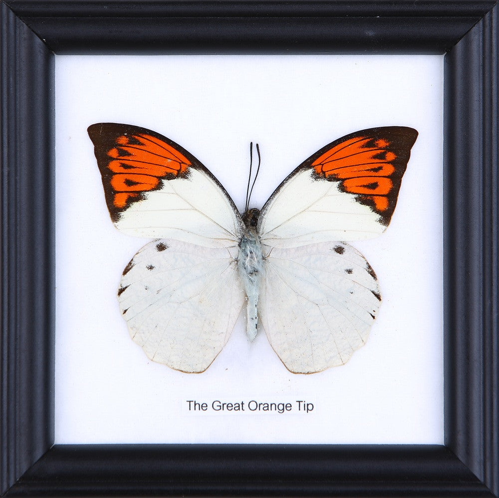 The Great Orange-tip (Hebomoia glaucippe) Real Framed Butterfly Mounted Under Glass 5 x 5 In