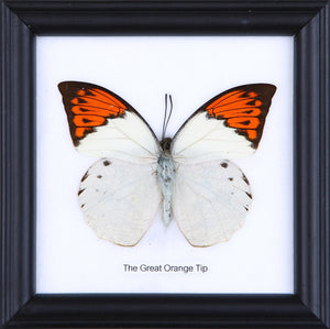 Pack of 3, Assorted Real Framed Butterflies, Mounted Under Glass