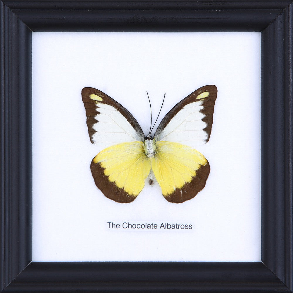 The Chocolate Albatross Butterfly (Appias lyncida) Real Framed Butterfly Mounted Under Glass 5 x 5 In