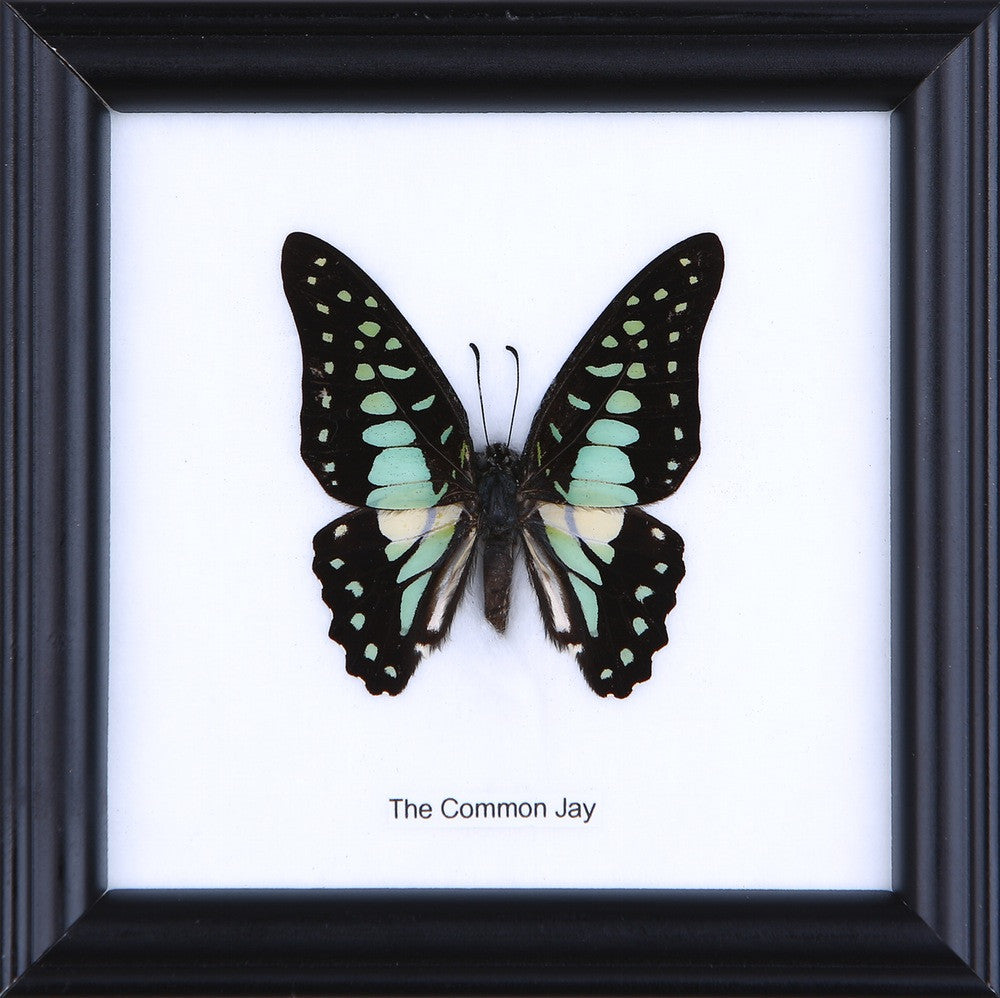 The Common Jay Butterfly (Graphium doson) Real Framed Butterfly Mounted Under Glass 5 x 5 In