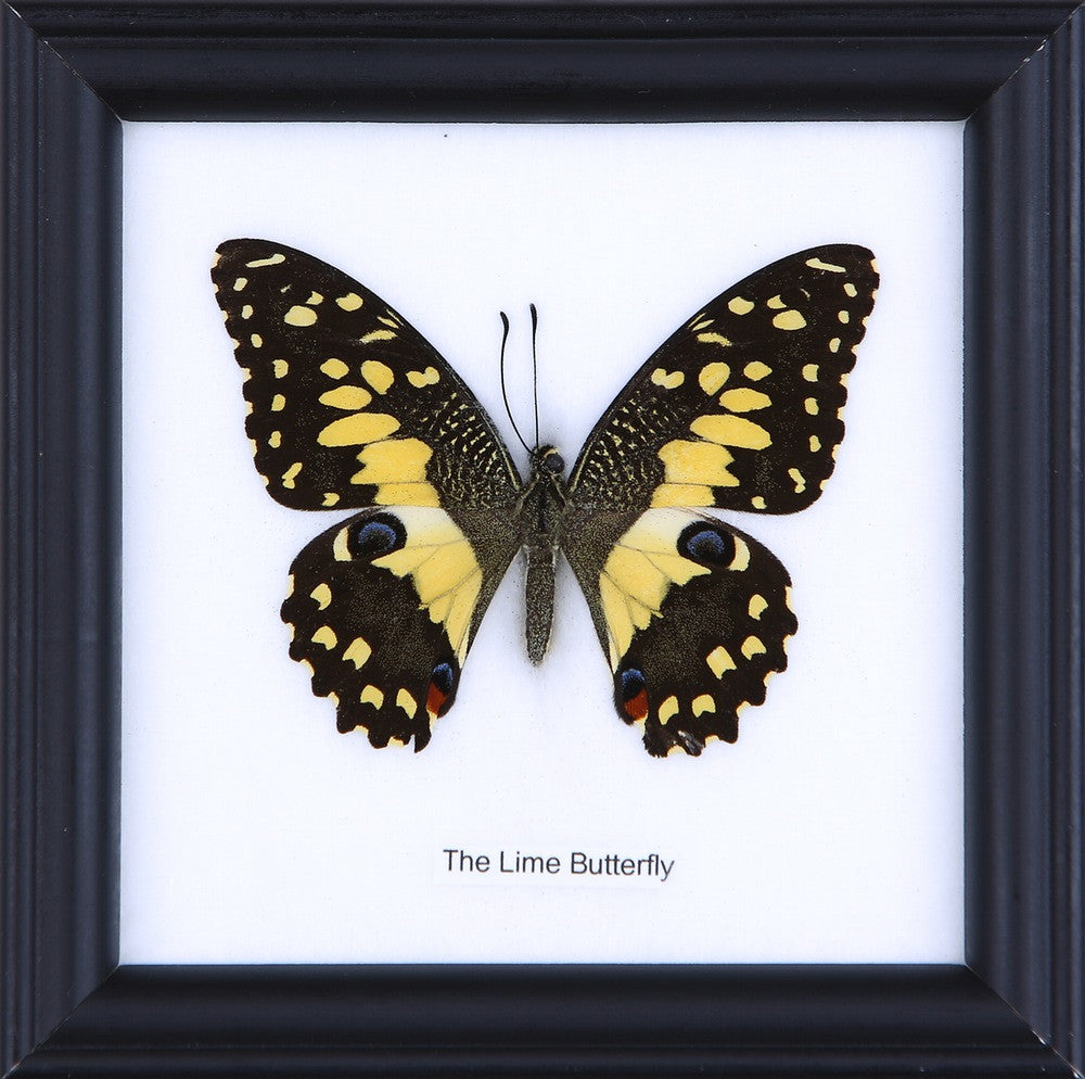 The Lime Butterfly (Papilio demoleus) Real Framed Butterfly Mounted Under Glass 5 x 5 In