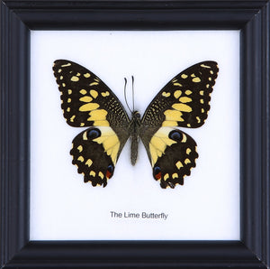Lime Butterfly (Papilio demoleus) - Real Framed Specimen in Glass Display 5×5"