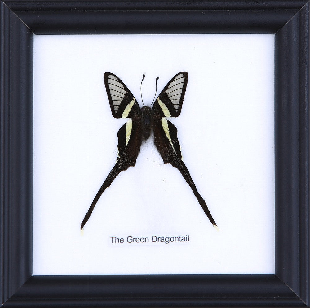 The Green Dragontail Butterfly (Lamproptera meges) Real Framed Butterfly Mounted Under Glass 5 x 5 In