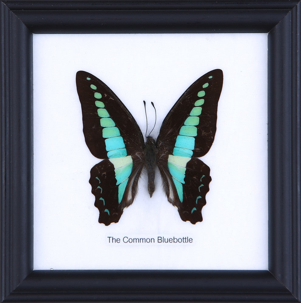 コモンブルーボトル（Graphium sarpedon）本物の額装蝶、ガラス下に