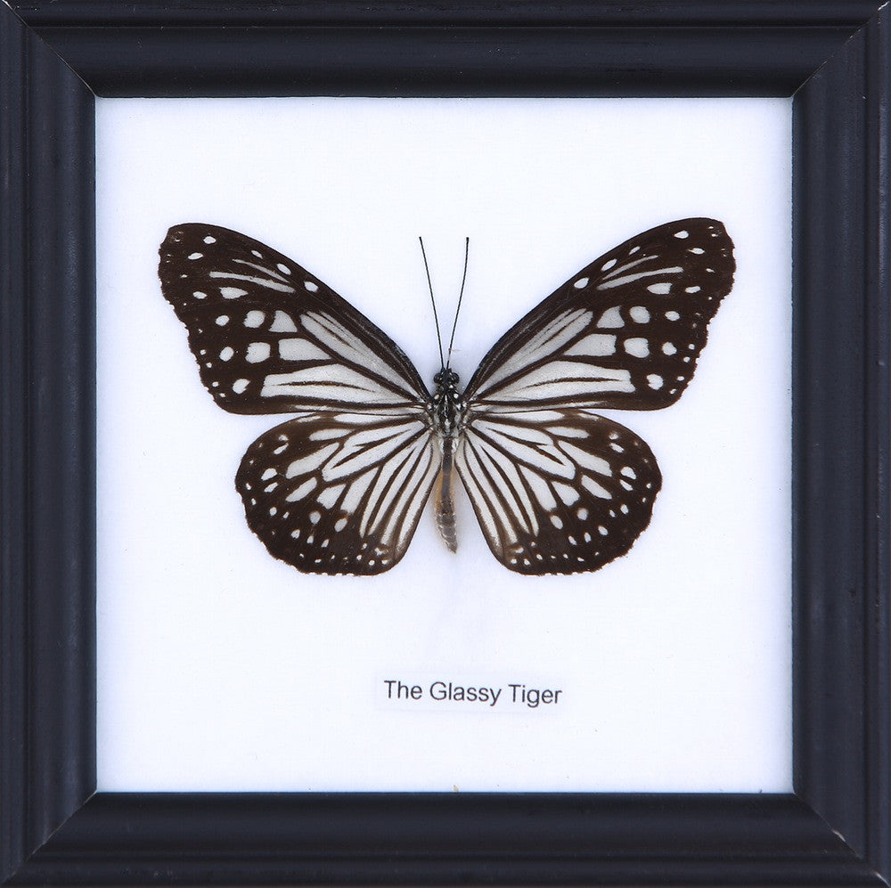 The Glassy Tiger Butterfly (Parantica aglea) Real Framed Butterfly Mounted Under Glass 5 x 5 In